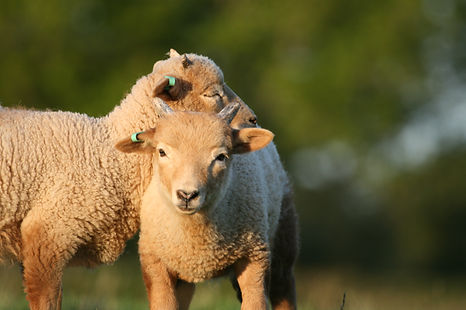 Portland sheep in the field