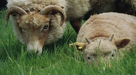 Lambs for sale