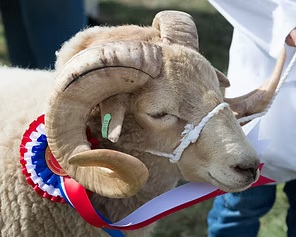 Portland sheep