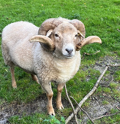 Proven registered Portland ram