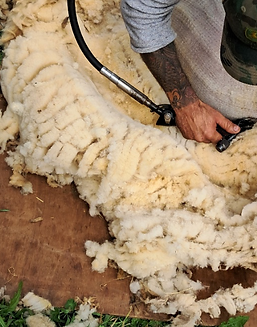 Ewe To Yarn Shearing Services