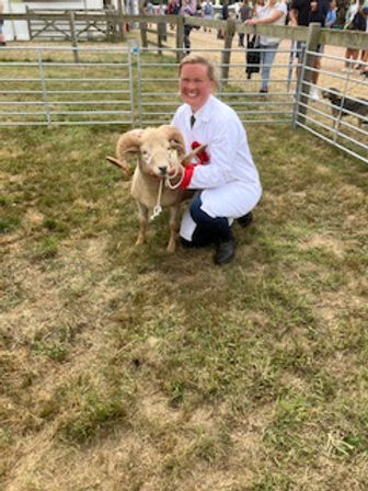 Prize-winning Portland rams, ewes and lambs