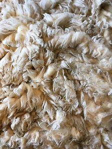 Highcroft Flock raw fleece