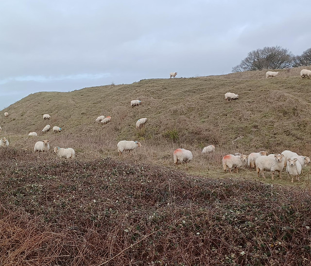 In-lamb Portlands from the Kingston Lacy Flock
