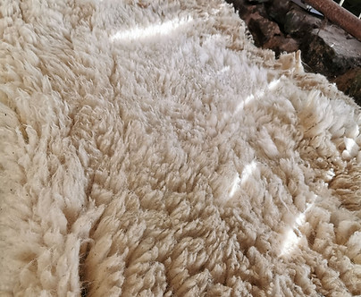 Rosgill Flock Portland fleeces