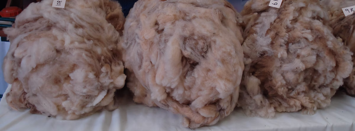 A selection of Portland sheep fleeces